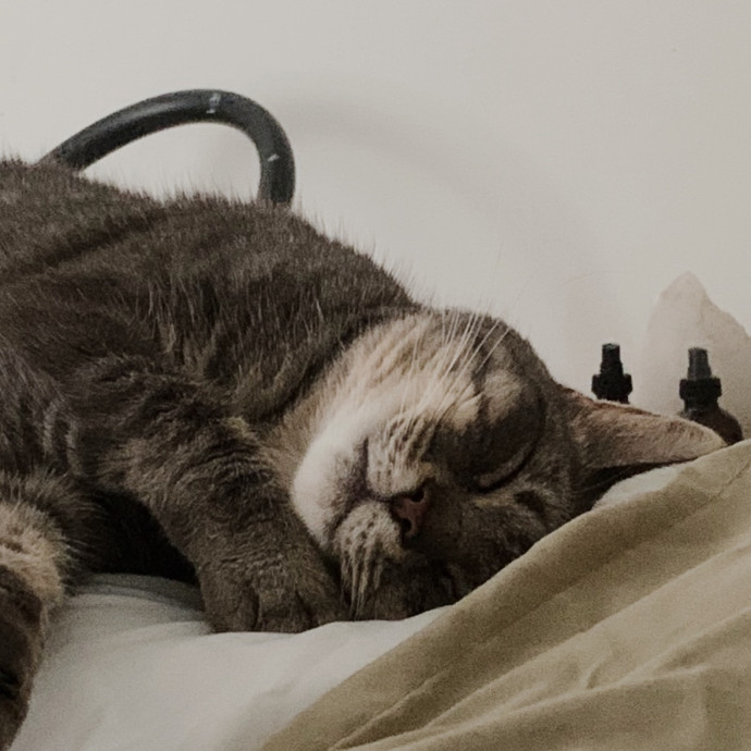The Purrfect Pair photo 2