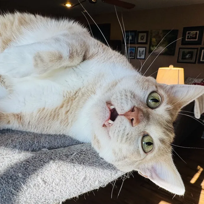 Experienced Loving Cat Sitter