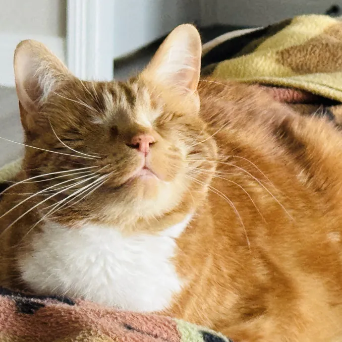 Experienced Loving Cat Sitter