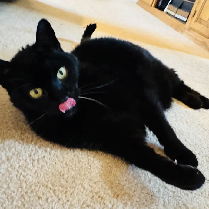 Experienced Loving Cat Sitter