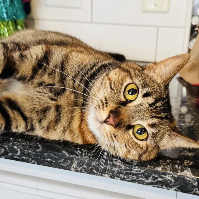 Experienced Loving Cat Sitter