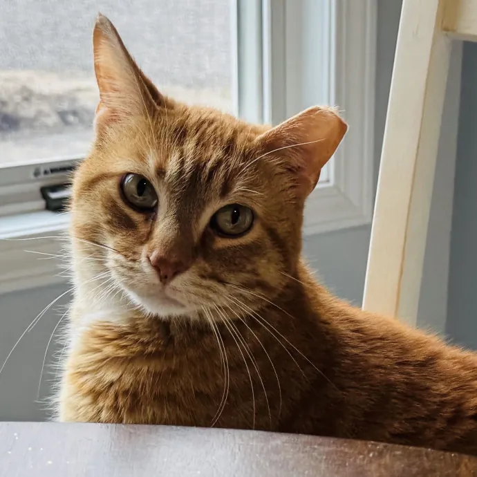 Experienced Loving Cat Sitter