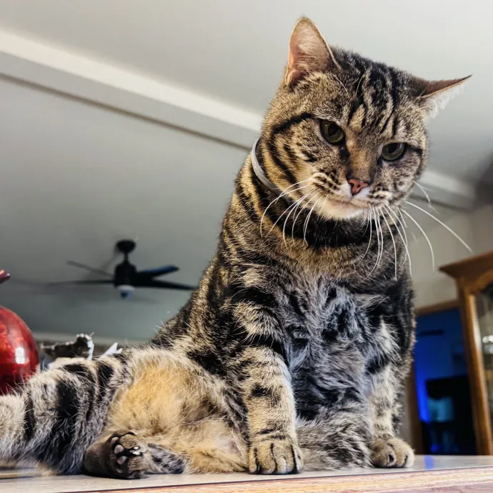 Experienced Loving Cat Sitter