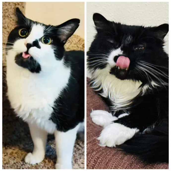 Experienced Loving Cat Sitter