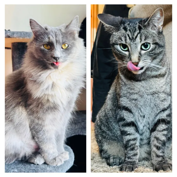Experienced Loving Cat Sitter