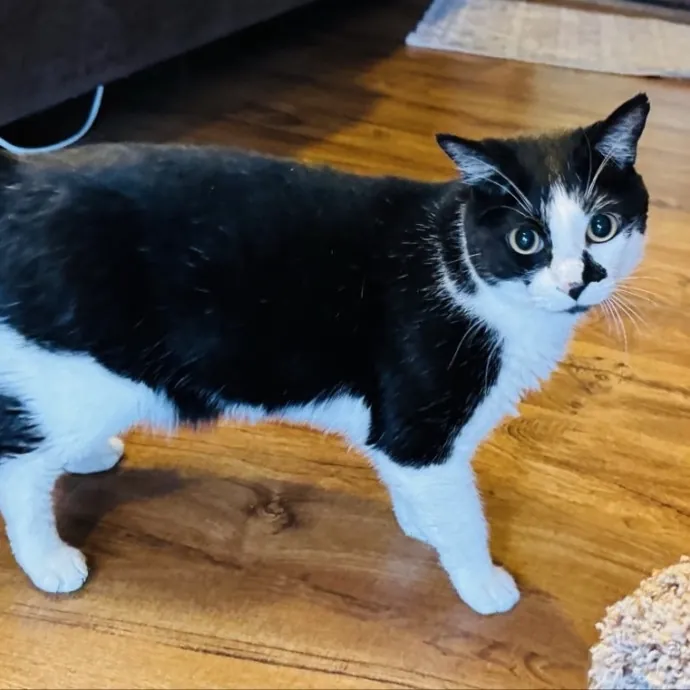 Experienced Loving Cat Sitter