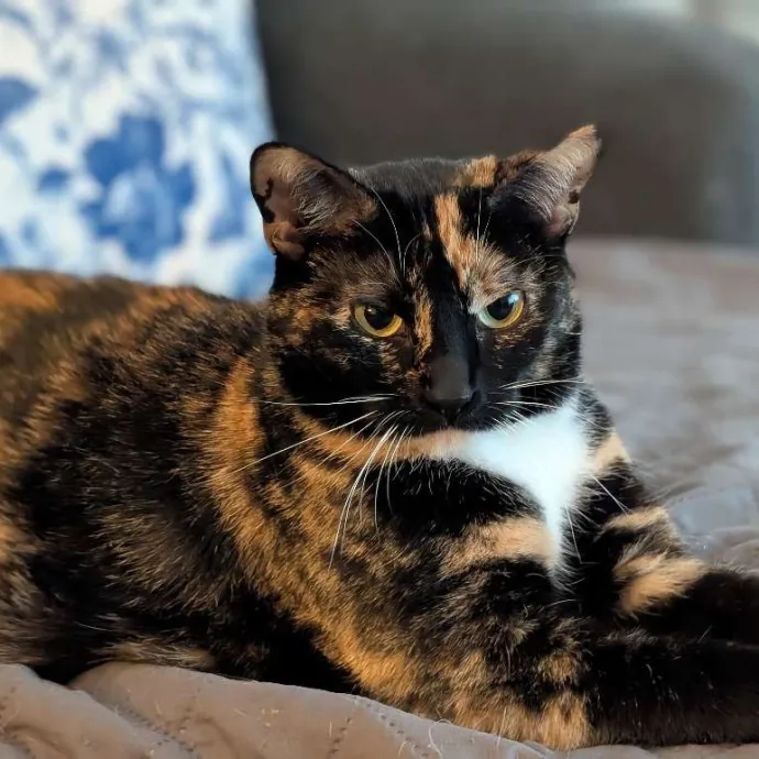 Experienced Loving Cat Sitter
