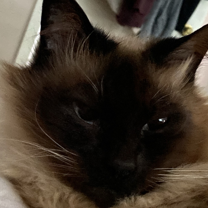 Eastside White Pawww Cat Care Service photo 3
