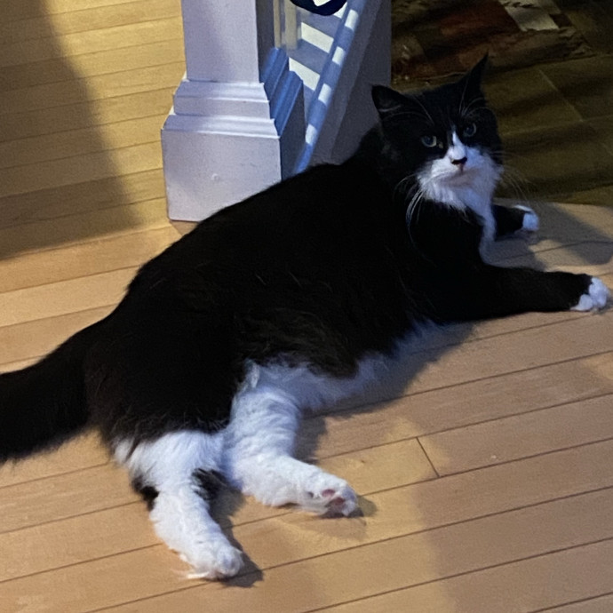 Eastside White Pawww Cat Care Service photo 2