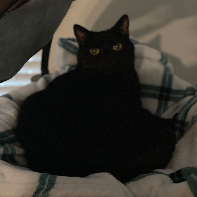 Wisconsin Whisker Watch