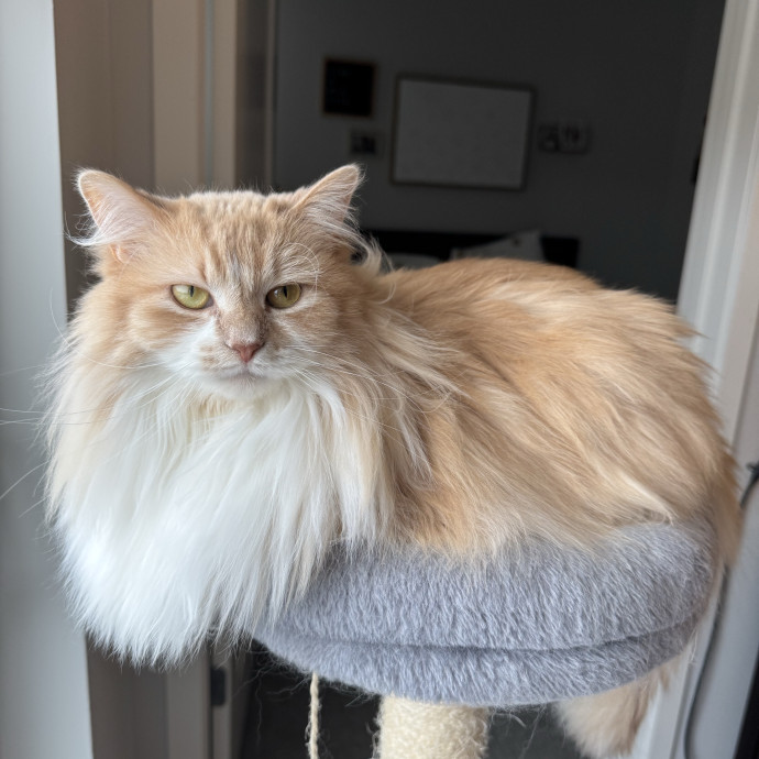Compassionate Cat Care