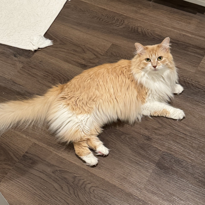 Compassionate Cat Care