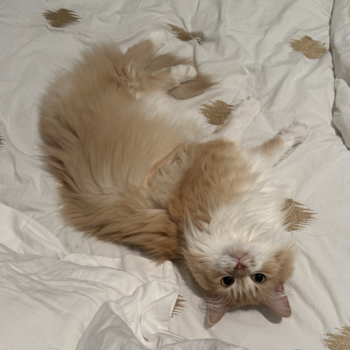 Compassionate Cat Care photo 3