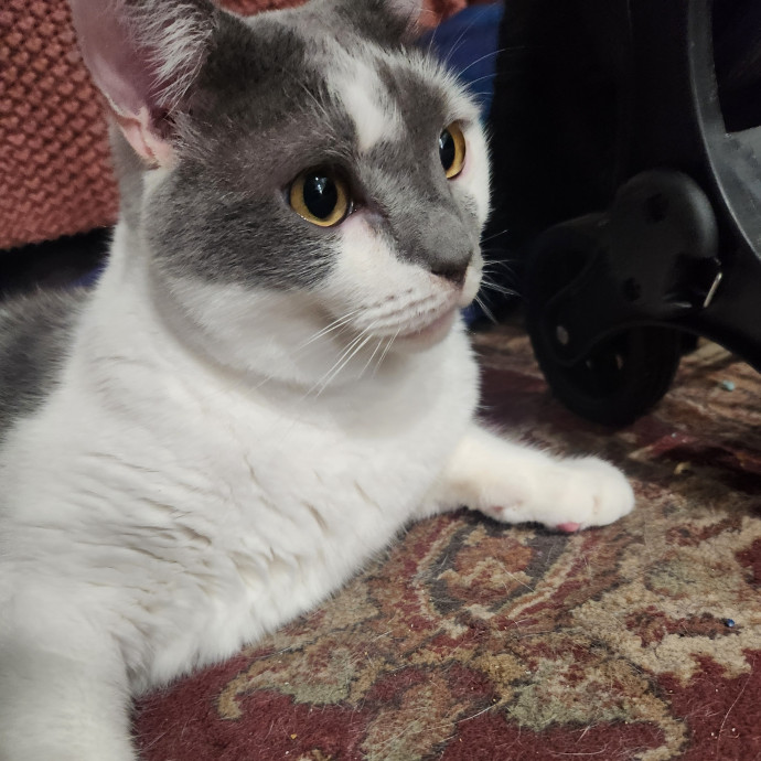 Let Me Hang Out With Your Cats