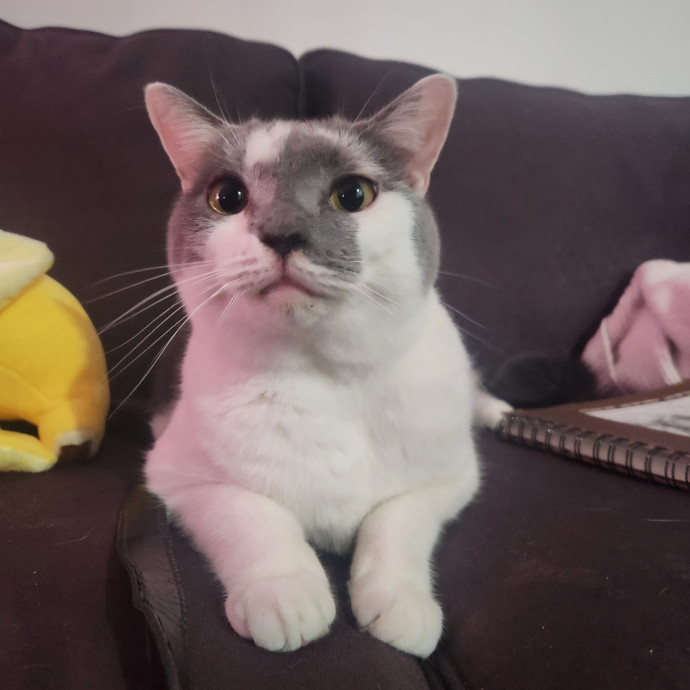 Let Me Hang Out With Your Cats photo 3