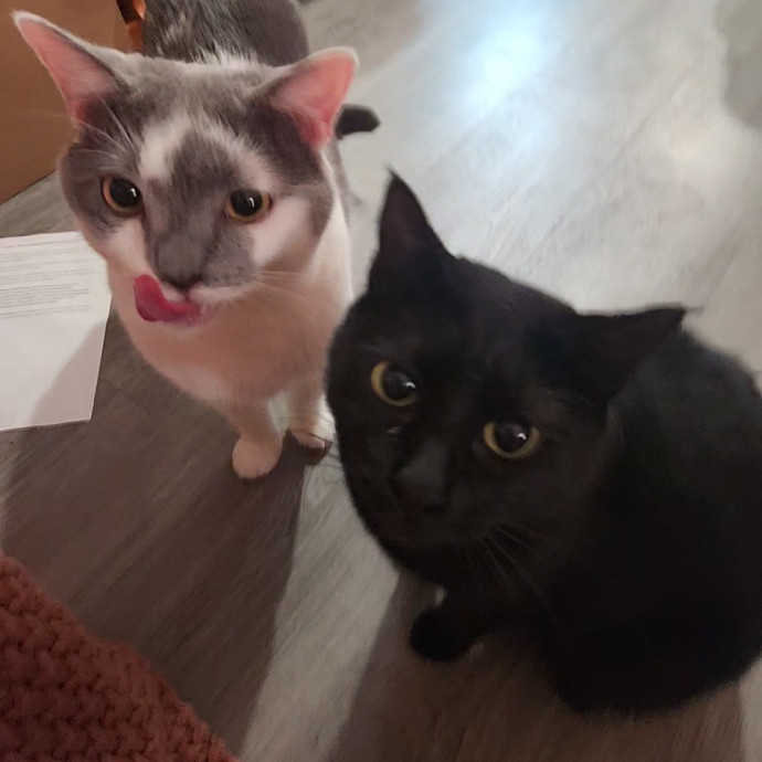 Let Me Hang Out With Your Cats photo 2