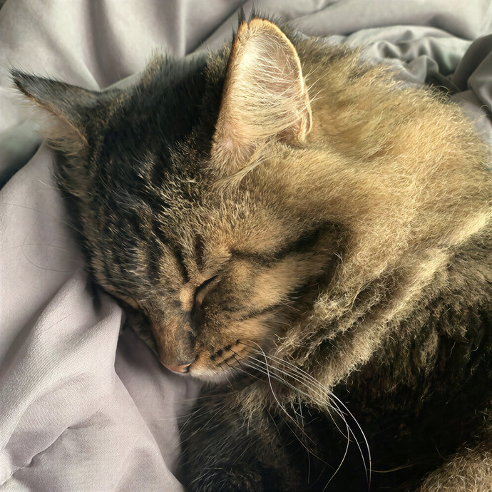 Jane's Dmv Cat Care
