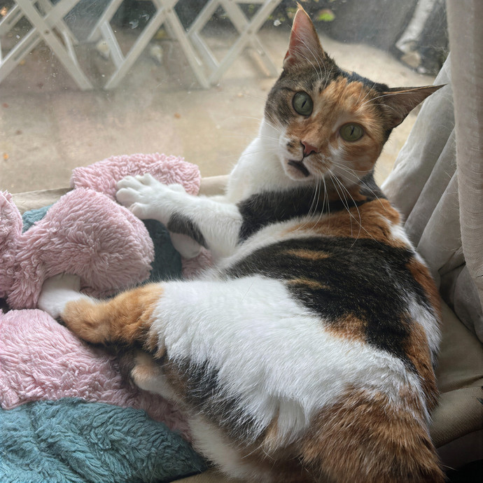 Jane's Dmv Cat Care