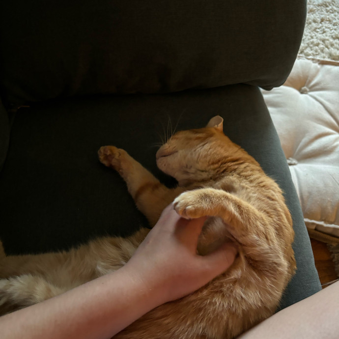 Jane's Dmv Cat Care photo 3
