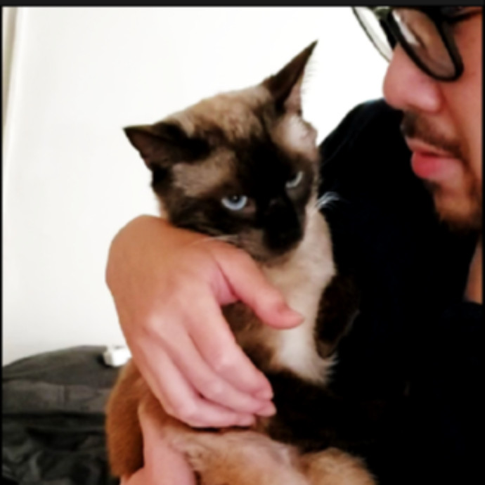 Habby Cats
