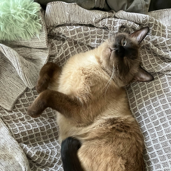 Habby Cats