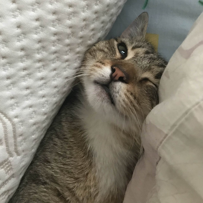 Habby Cats