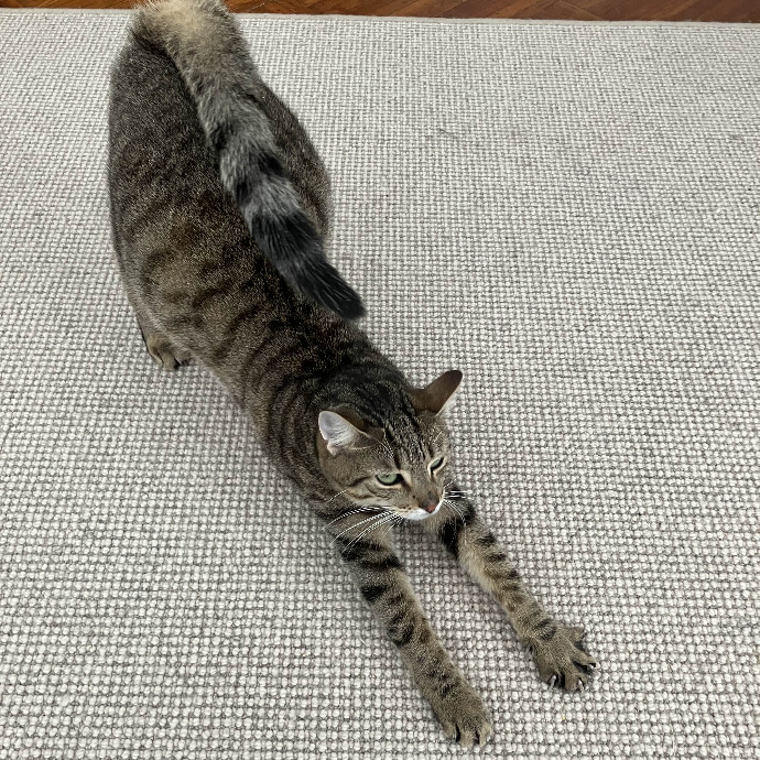 Habby Cats