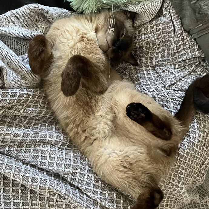 Habby Cats
