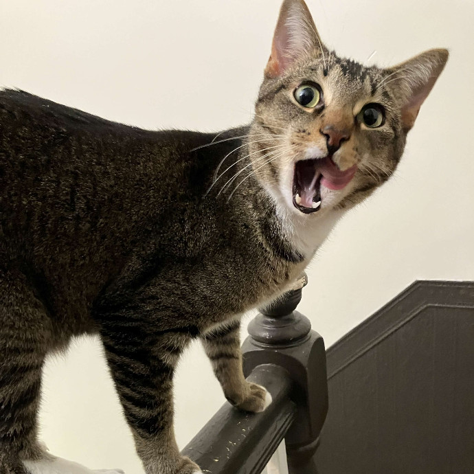 Habby Cats