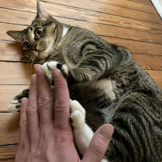 Habby Cats