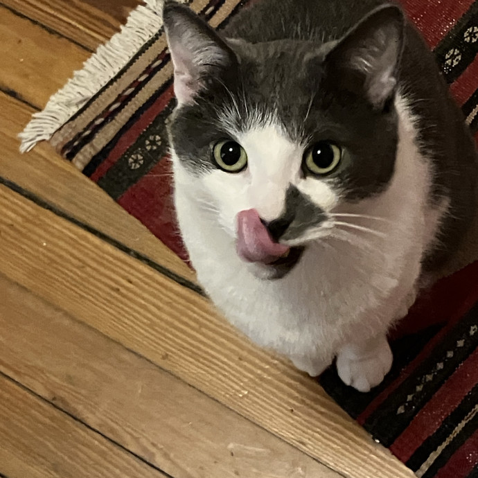 Habby Cats photo 3