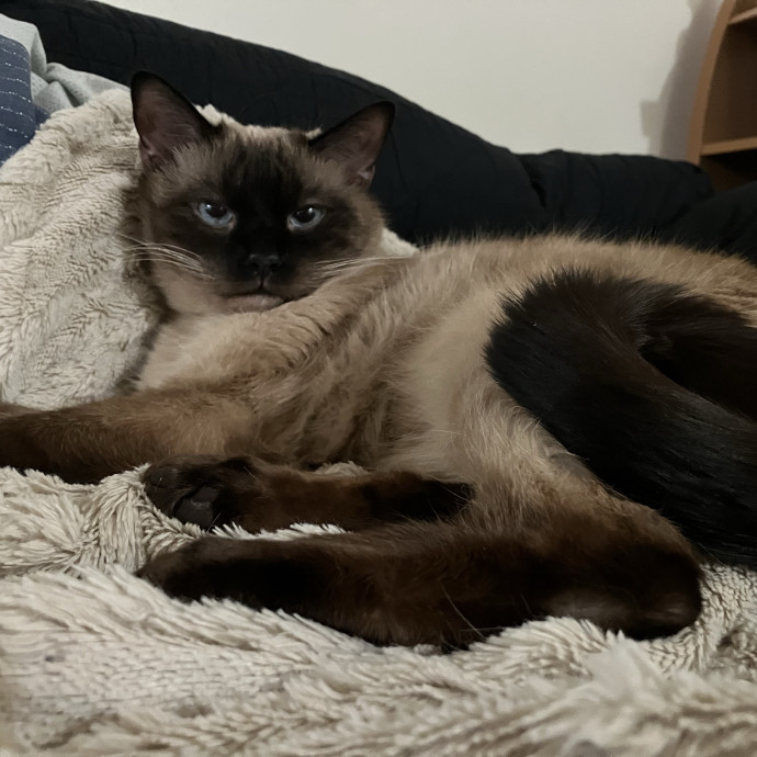 Habby Cats photo 2