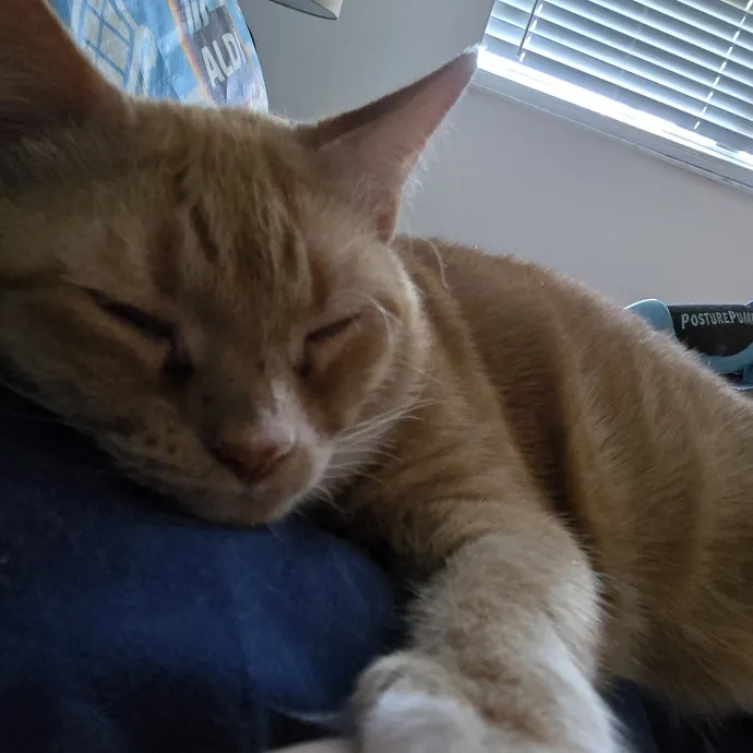 Cat Lover Extraordinaire