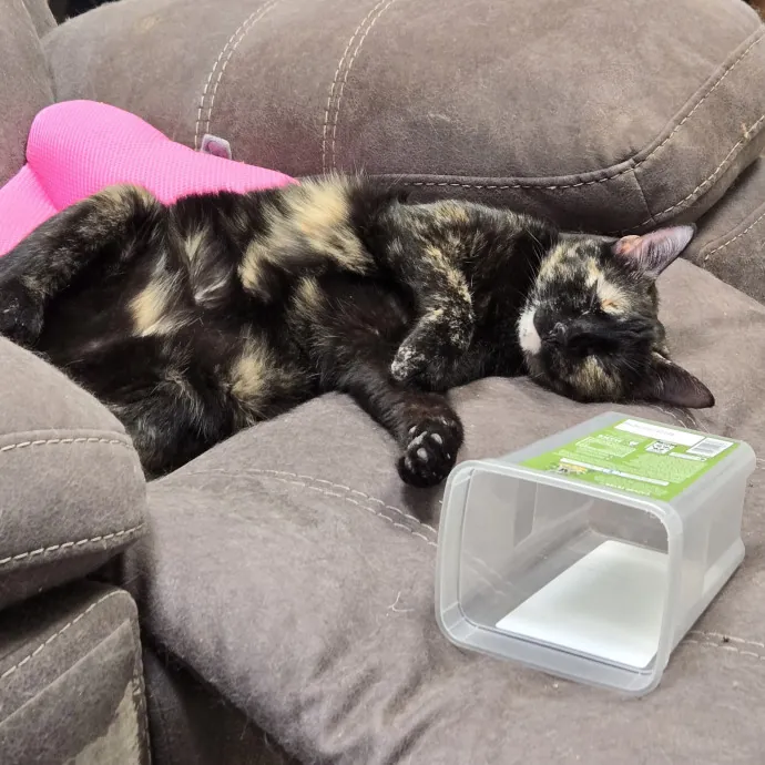 Cat Lover Extraordinaire