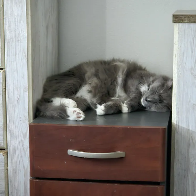 Cat Lover Extraordinaire