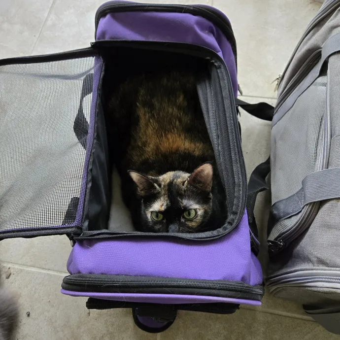 Cat Lover Extraordinaire