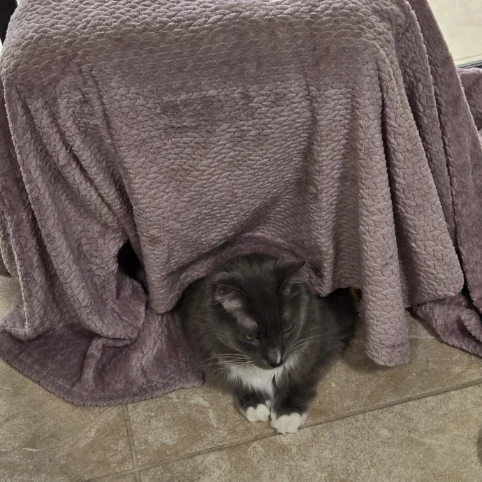 Cat Lover Extraordinaire