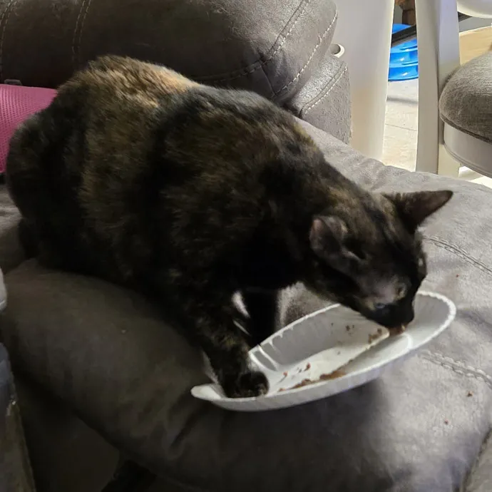 Cat Lover Extraordinaire