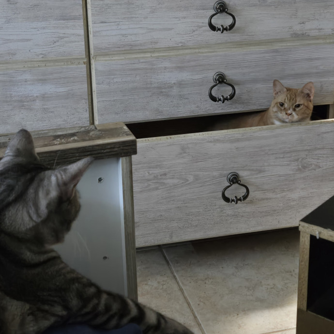 Cat Lover Extraordinaire