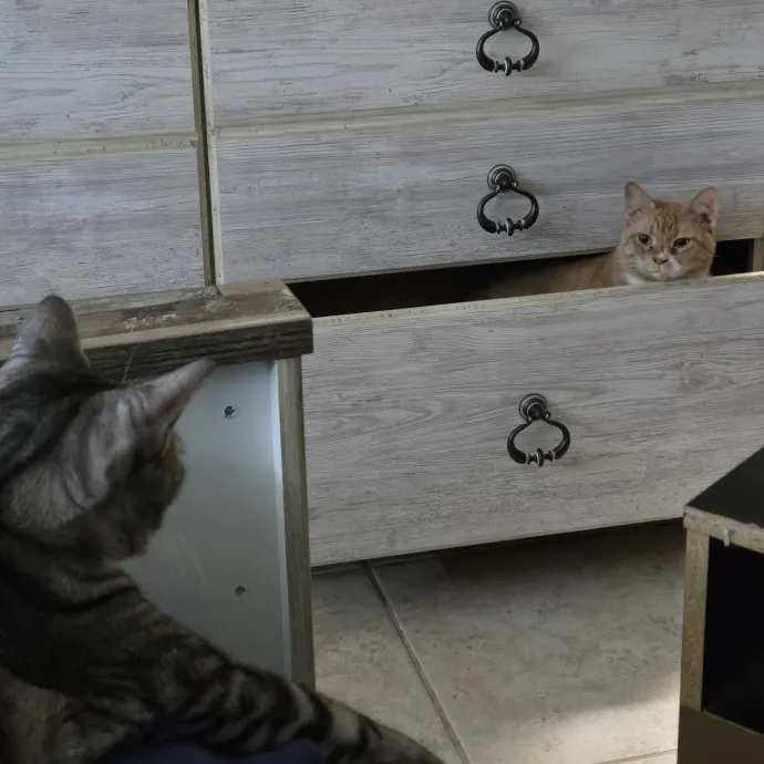 Cat Lover Extraordinaire