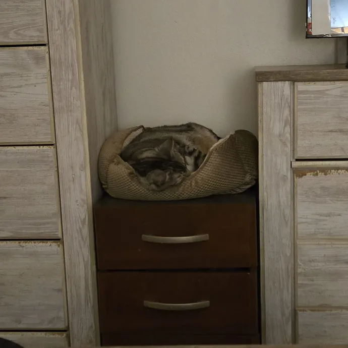 Cat Lover Extraordinaire