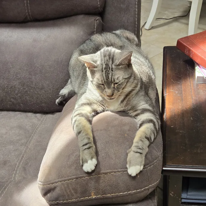 Cat Lover Extraordinaire