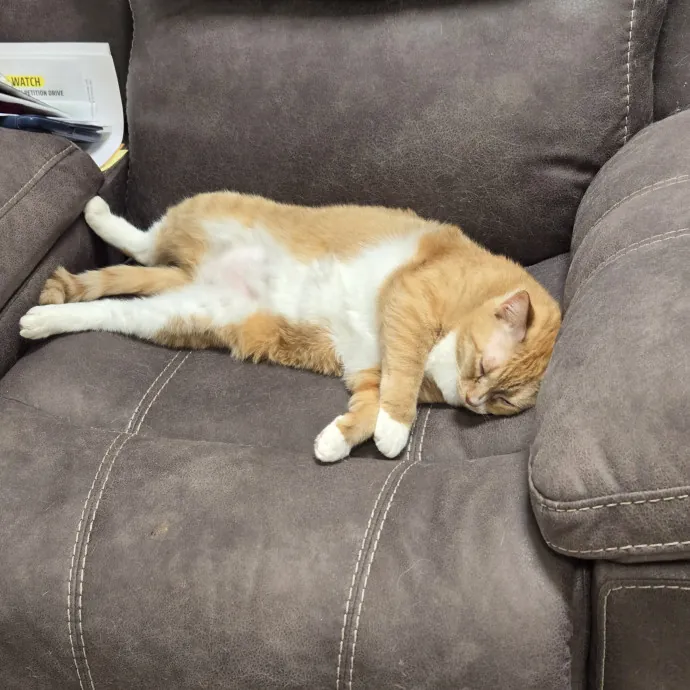 Cat Lover Extraordinaire