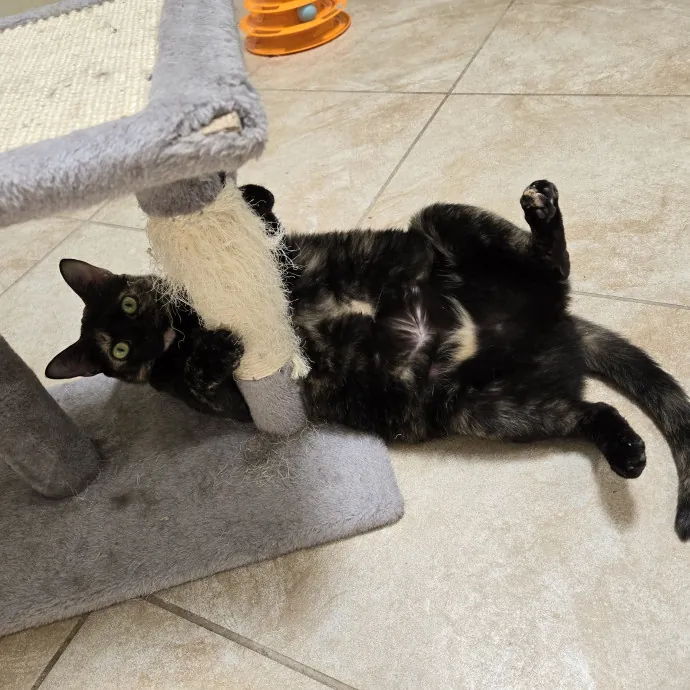 Cat Lover Extraordinaire