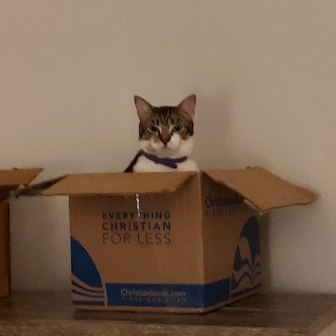 Cat Lover Extraordinaire