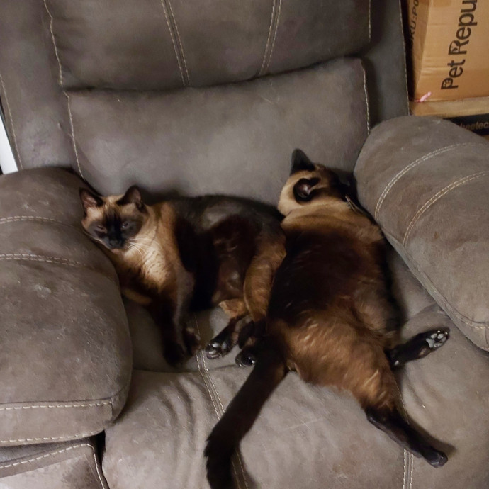 Cat Lover Extraordinaire