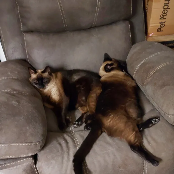 Cat Lover Extraordinaire