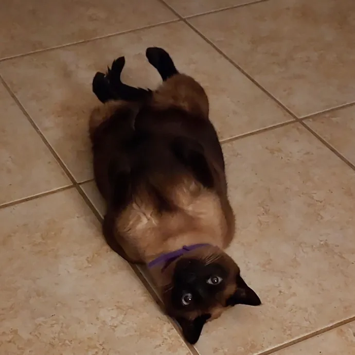 Cat Lover Extraordinaire