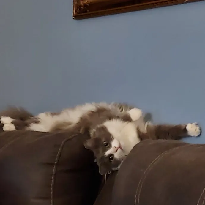 Cat Lover Extraordinaire