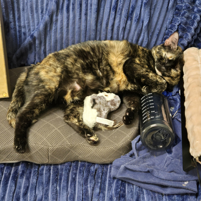Cat Lover Extraordinaire